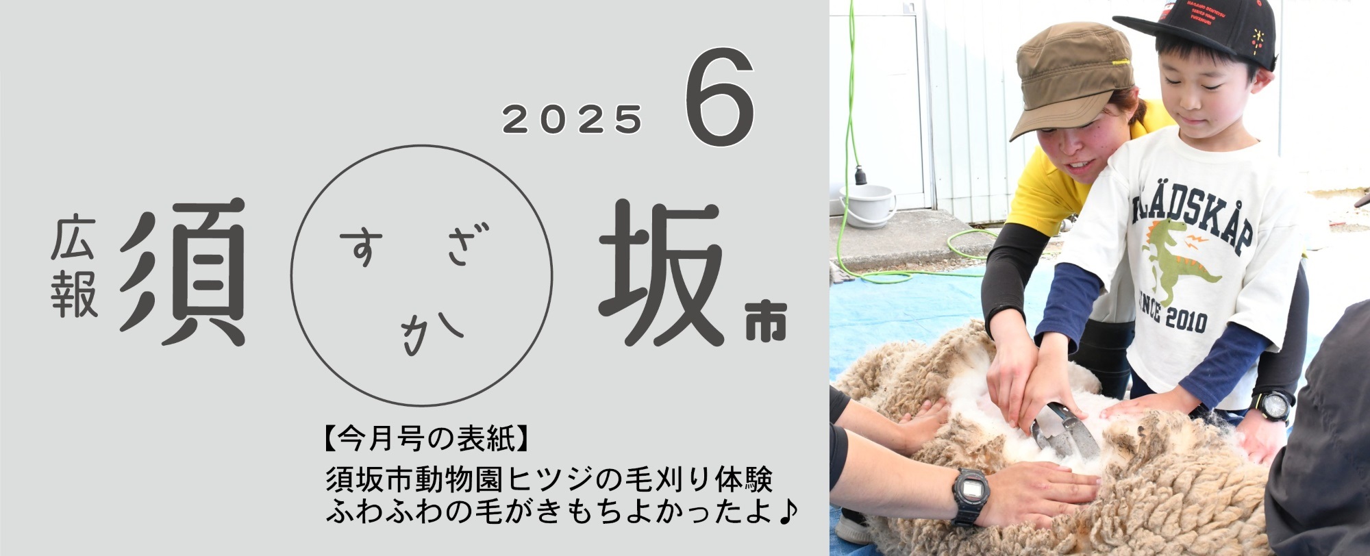 広報須坂6月号の表紙写真「飼育員と一緒に大きなはさみを手にした小学生の男の子が、横たわったヒツジの毛を刈っている」