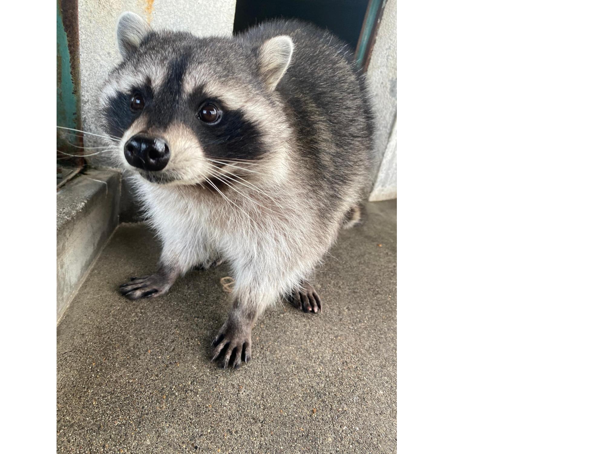 アライグマのオトの写真。