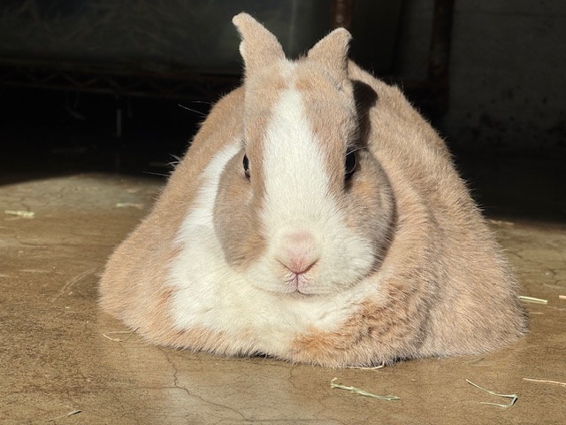 カイウサギのまさちよの写真