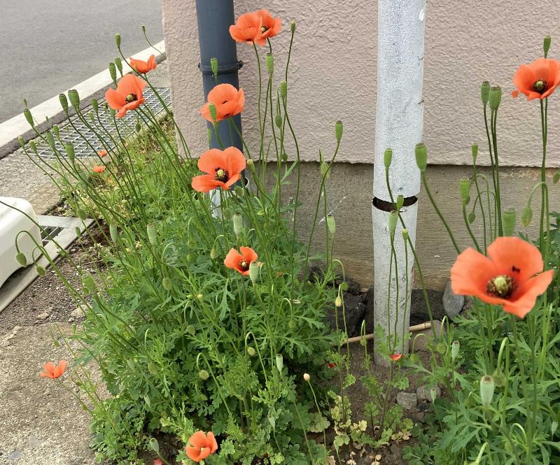 道路沿いに咲くナガミヒナゲシの花
