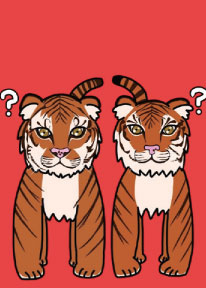 「みおとがお どっちがどっち? ベンガルトラ」の取り札