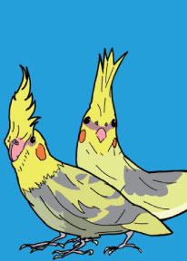 「まえがみが オールバックだ オカメインコ」の取り札
