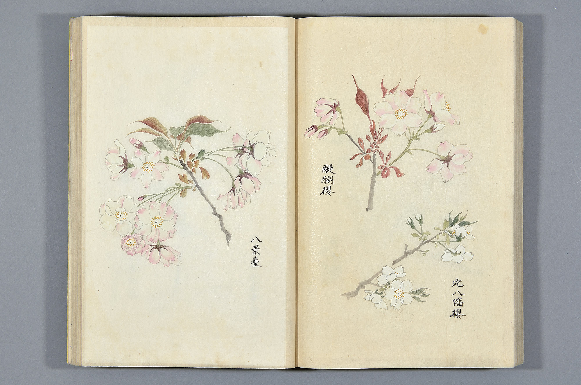 三種類の桜の花が繊細に描かれている叒譜の写真
