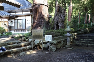 案内版の後ろに、しめ縄が巻かれた巨木が立っている須坂市本郷町の須田氏居館跡の写真