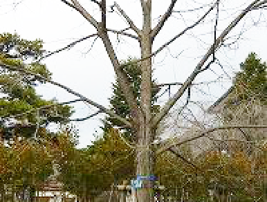 しなのきの写真