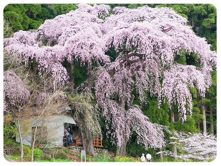 おびなた観音堂のしだれ桜の写真。
