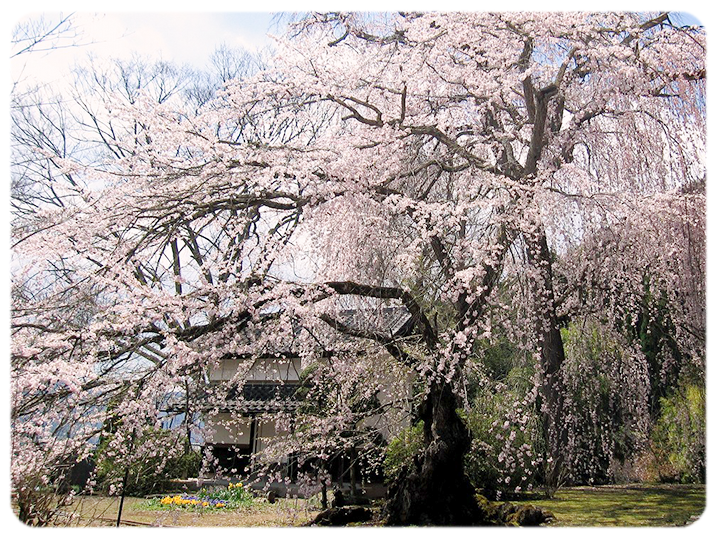 ちょうみょうじの桜の写真