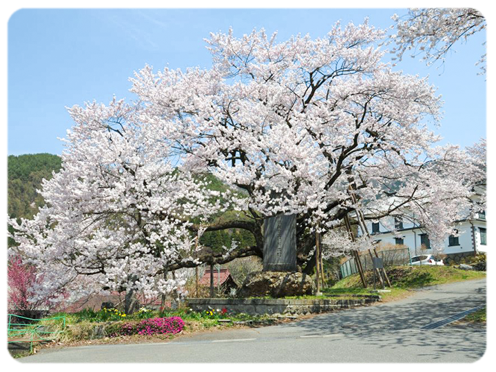 延命地蔵堂の桜の写真