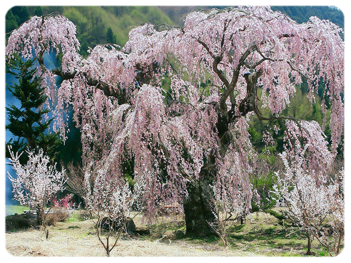 弁天さんのしだれ桜の写真