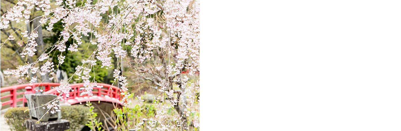枝垂桜のおくに赤い太鼓橋がかかっている公園の写真