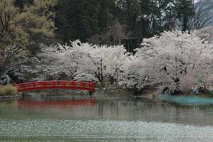 桜が満開の臥竜公園内にある竜ヶ池の写真