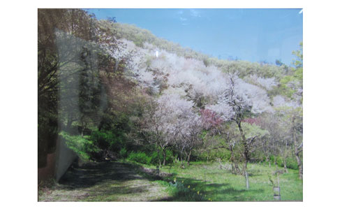 急斜面に咲いた満開の桜が淡いピンク色に染まっている様子を下から撮影した写真