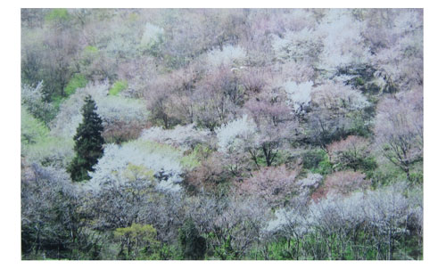 山の斜面に植えた桜の木に咲いた花が満開となり、白や淡いピンク色に染まっている写真