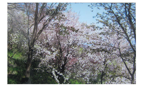 快晴の青空の下、急斜面に植えた桜の木の花が淡いピンク色や濃いピンク色に染まっている写真