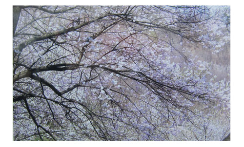 桜の枝についた蕾が開き、淡いピンク色の花びらを咲かせた桜の木をアップで撮影した写真