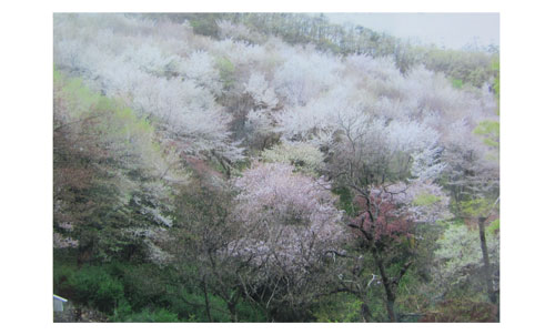 山の斜面に植えた桜の木の花が満開となり、山全体が淡いピンク色に染まっている様子の写真
