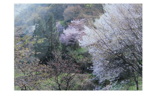 奥の山の斜面に咲く濃いピンク色の桜の花と、手前に咲く淡いピンク色の桜の花を撮影した写真