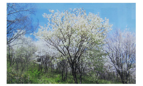 雲一つない青空のした、山の斜面に咲く淡いピンク色の桜の花と、手前に立つ一本の桜の木の枝に白い花が咲いている写真