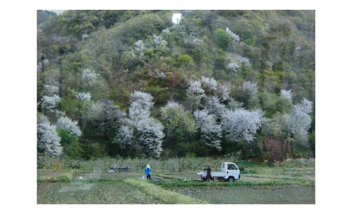 山の斜面にところどころ満開に咲いた淡いピンク色の桜の花を、手前の畑に軽トラックに乗って作業に来た男性と女性が山を見上げている後ろ姿の写真