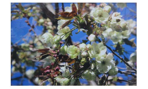 雲一つない青空のした、薄黄緑色の蕾が開花したばかりの桜の花をアップで撮影した写真