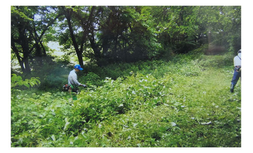 木々や草が鬱蒼と茂った傾斜地を2名の男性が草刈り機を使い草を刈っている様子の写真