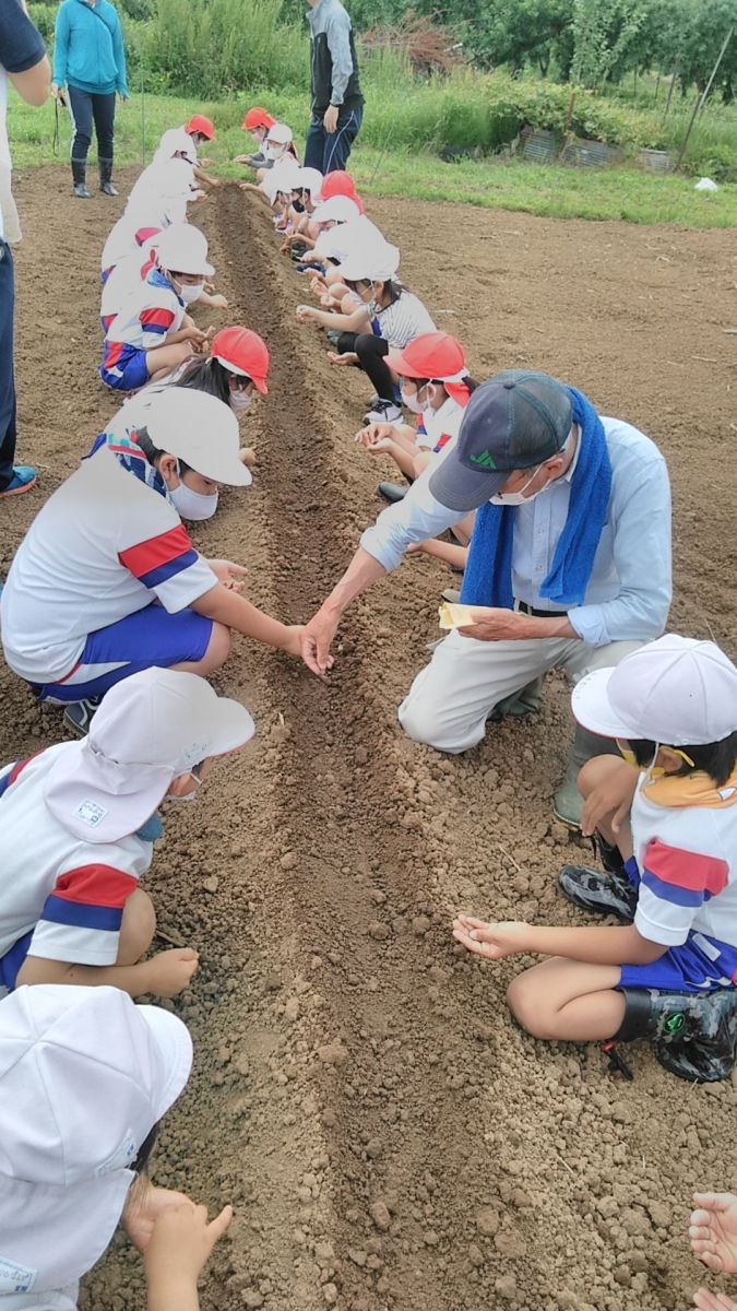小学校の畑で地元農家の方と小学校たちが村山早生ごぼうの種まきを行なっている様子の写真