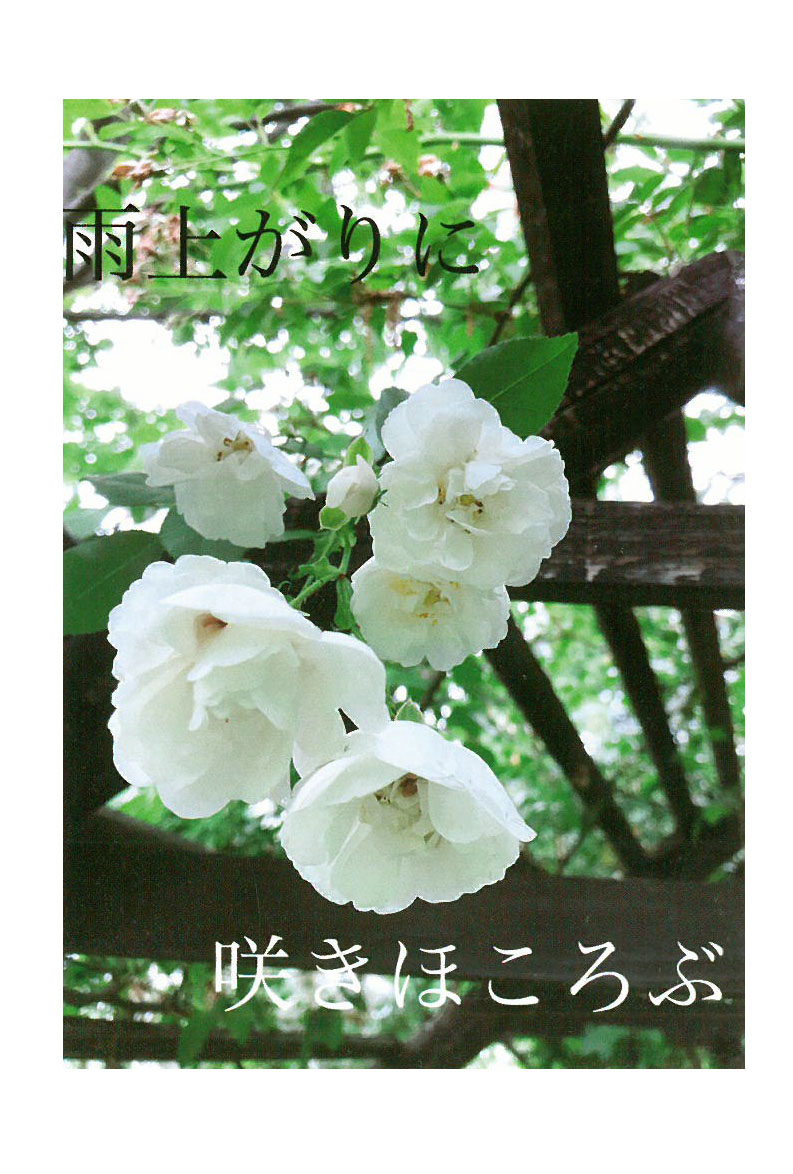 雨上がりに咲きほころぶと書かれ、白い花5輪を撮影した写真のポストカード