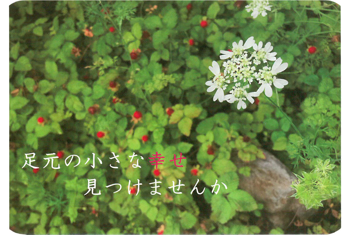 足元の小さな幸せ 見つけませんかと書かれ、小さな白い花が集まった花の下に緑が生い茂りたくさんの赤い実がなった写真のポストカード