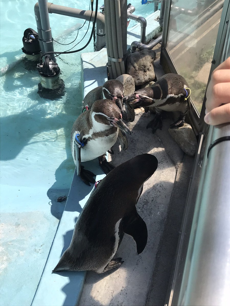 ペンギン3羽が柵の側に気持ちよさそうに立ち、1羽がくちばしを隣のペンギン寄せている写真