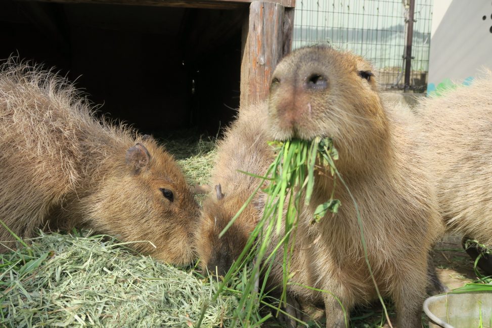 二匹のカピバラが食事をしている写真