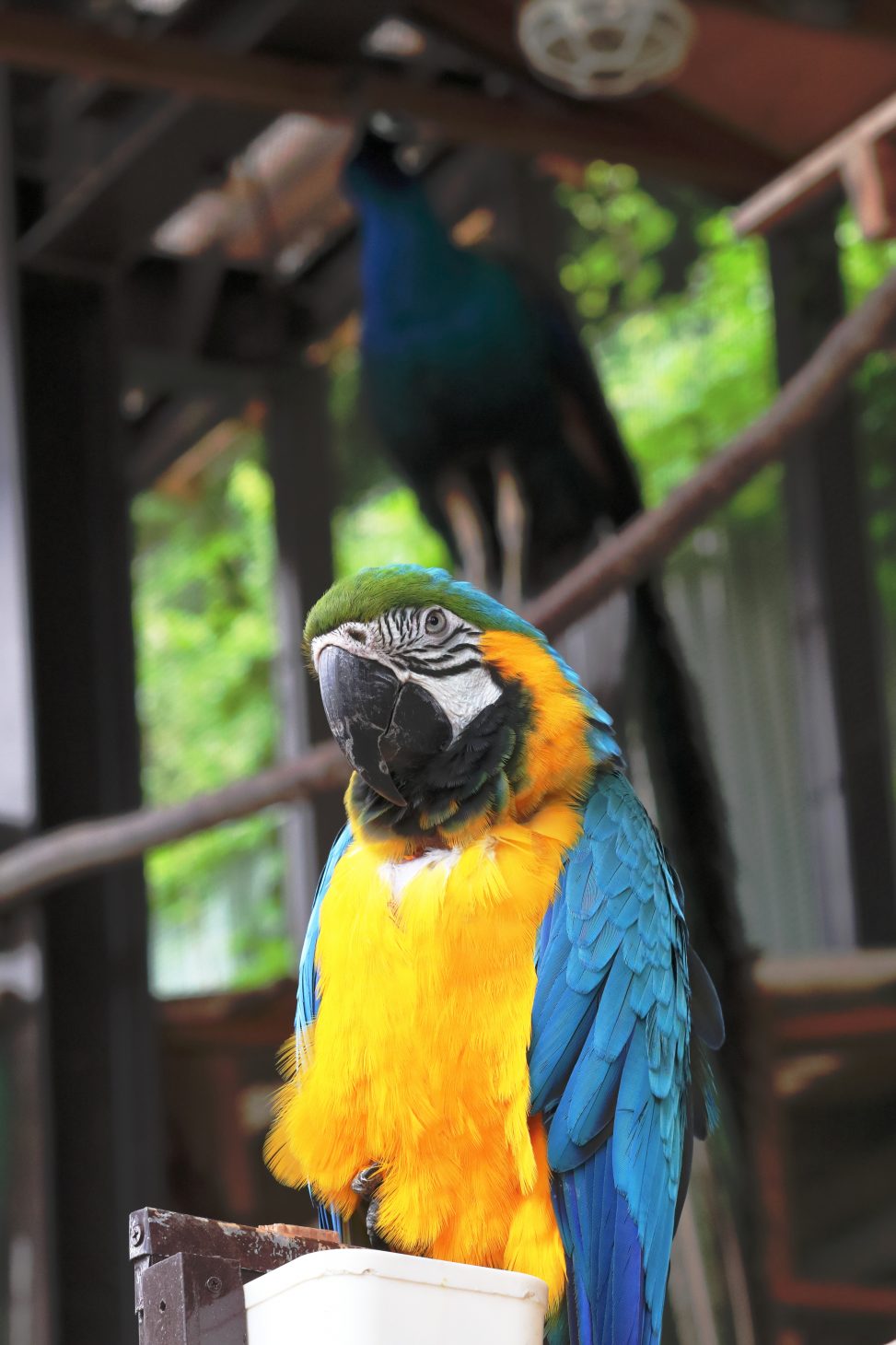 後方の木に孔雀が止まり、手前に止まっているコンゴウインコをアップで写した写真