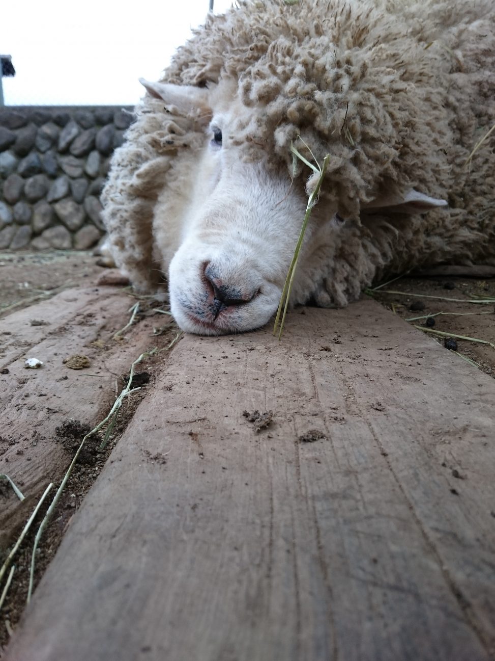 横たわっている羊が、顔をカメラに向けている様子をアップで写した写真
