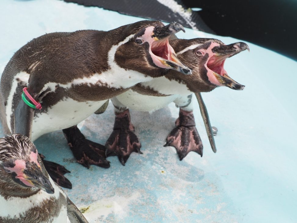 二羽のペンギンが口を開け叫んでいるような写真