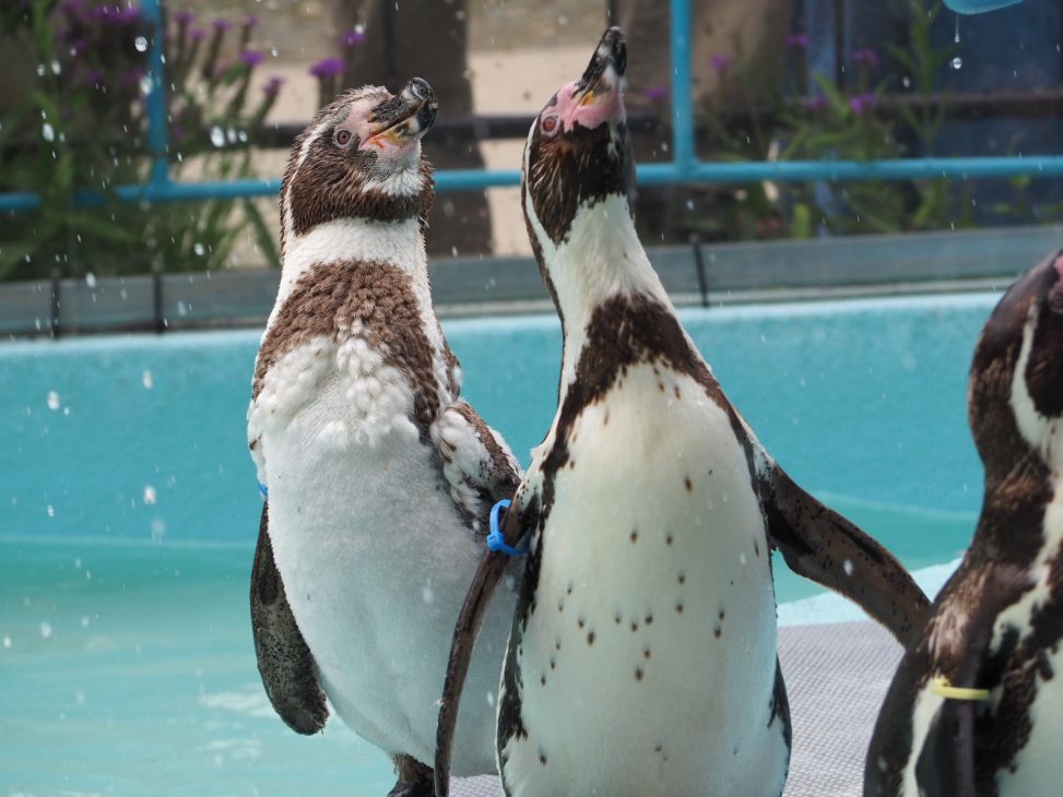 ペンギンが3羽、顔を上に向け、餌をもらっている様子の写真