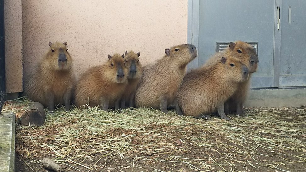 カピバラ6匹が壁側に並んで座っている写真
