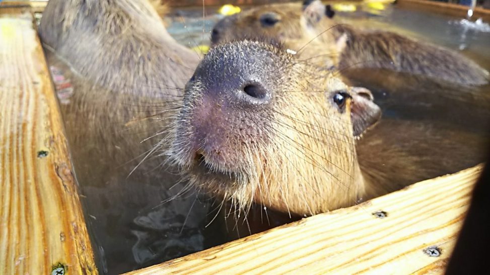 カピバラが温泉に入り、顔だけ気持ちよさそうに出している写真