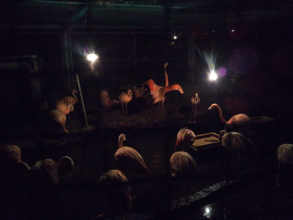 夜の動物園で1羽のフラミンゴが羽を羽ばたかせ、周りのフラミンゴが見ているような写真