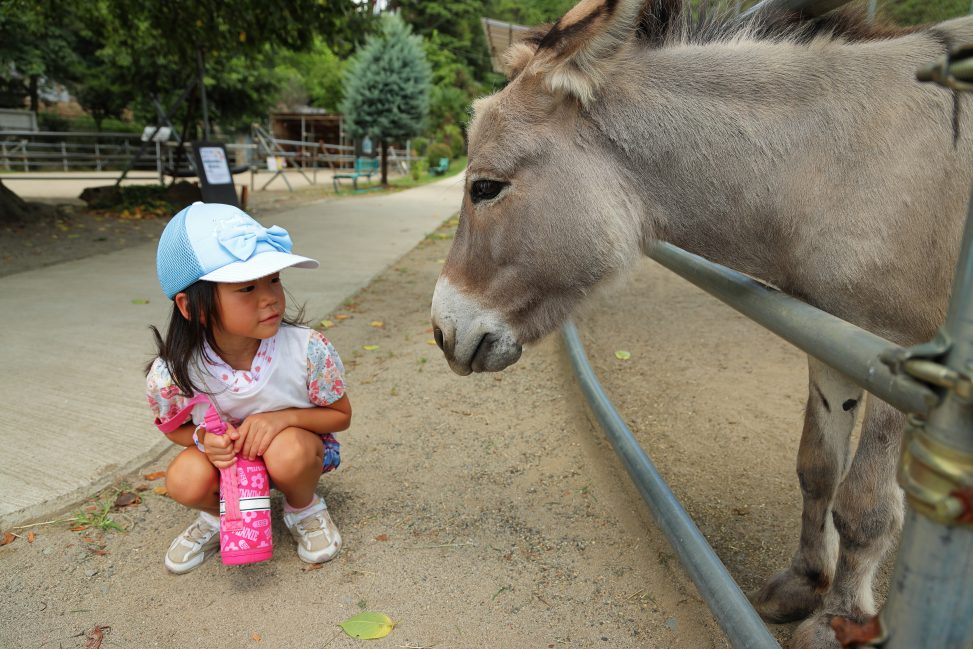 柵越しにしゃがんだ女の子とロバが見つめあっている写真