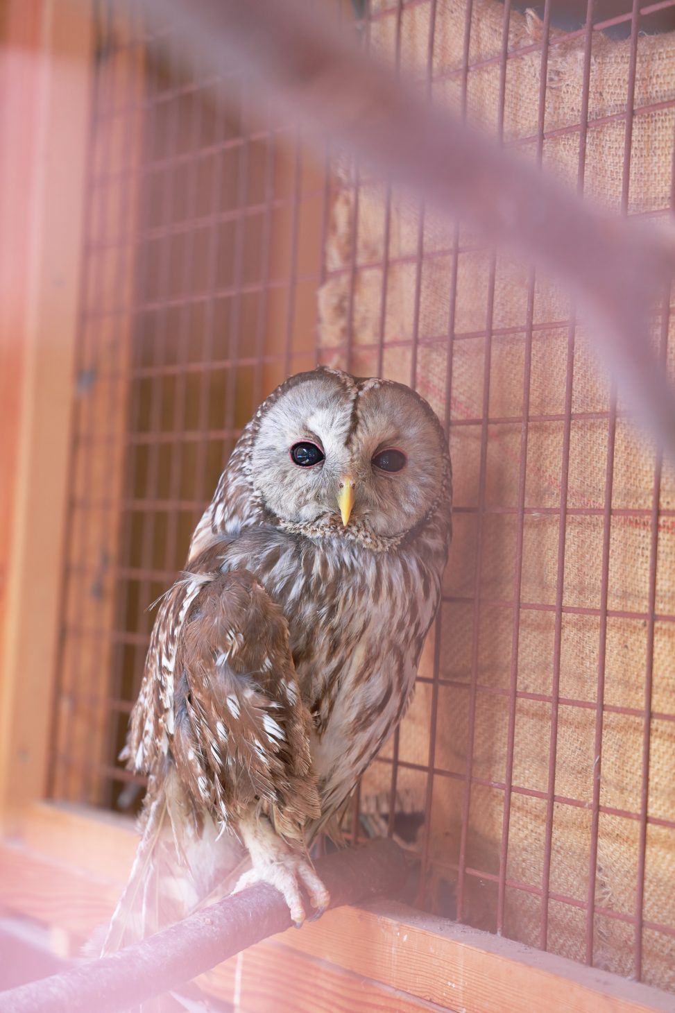 フクロウが瞳をウルウルさせ、カメラを見ている写真