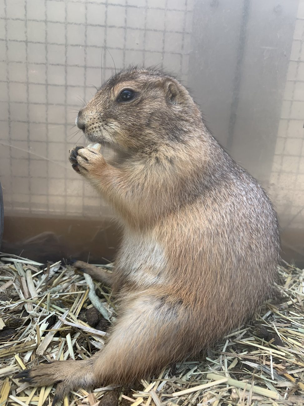 プレーリードッグが座り、両手で餌を持って食べている写真
