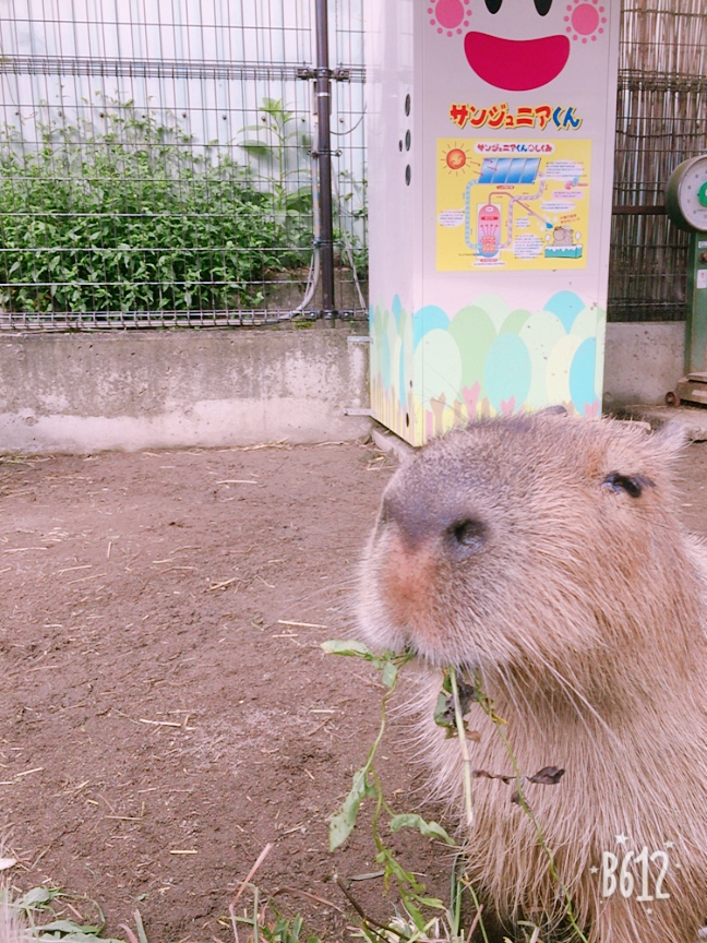 カピバラが餌を口に銜えて幸せそうな顔をしている写真