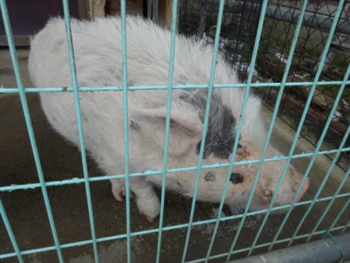 檻のそばまで来てくれた、ミニブタを撮影した写真