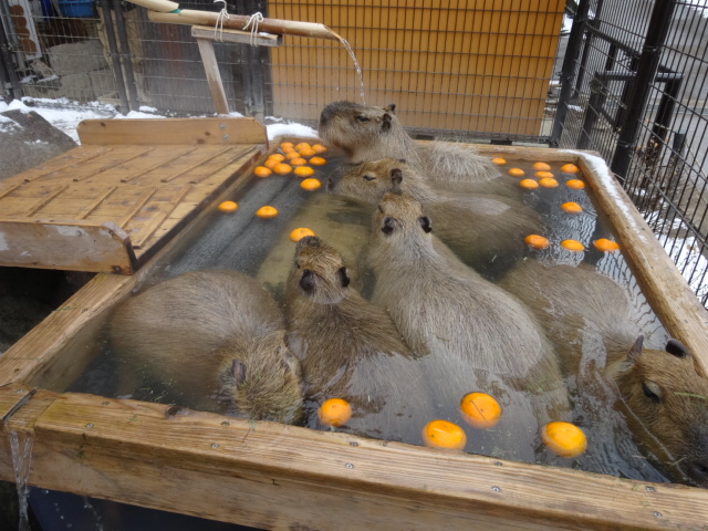 木製の浴槽に柚子が浮かべられ、カピバラ6匹が湯に浸かっている写真