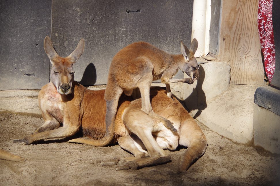 横たわっているカンガルーのイッチのお腹に、子カンガルーのリュウが乗っている写真