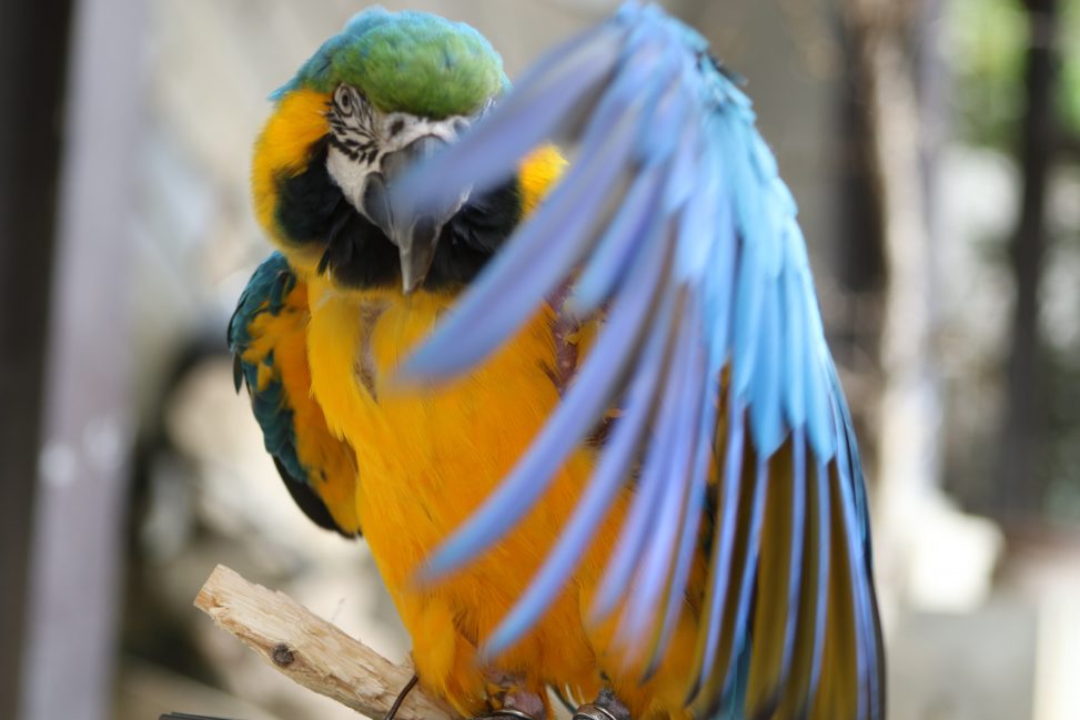 コンゴウインコが左の羽を綺麗に伸ばした写真