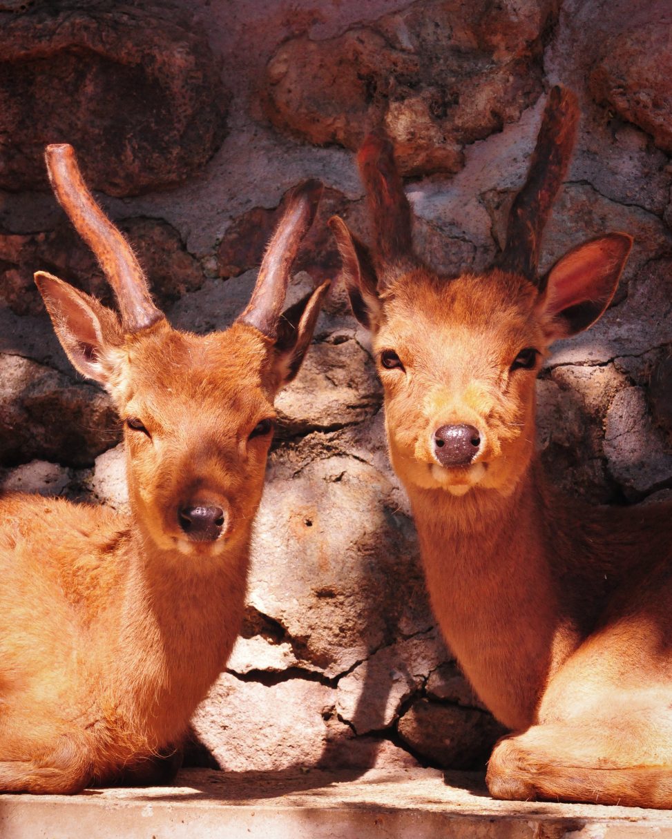 2匹のシカが顔を近くにし座っている写真
