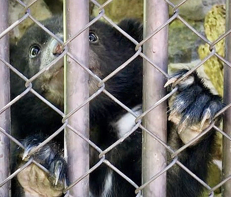 小熊が網越しに上を見上げている可愛らしい写真