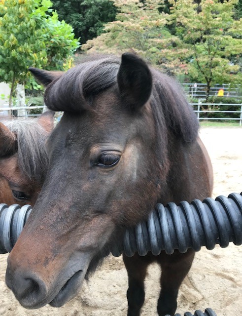 馬の前髪をクルンと巻いた姿を顔をメインに写した写真