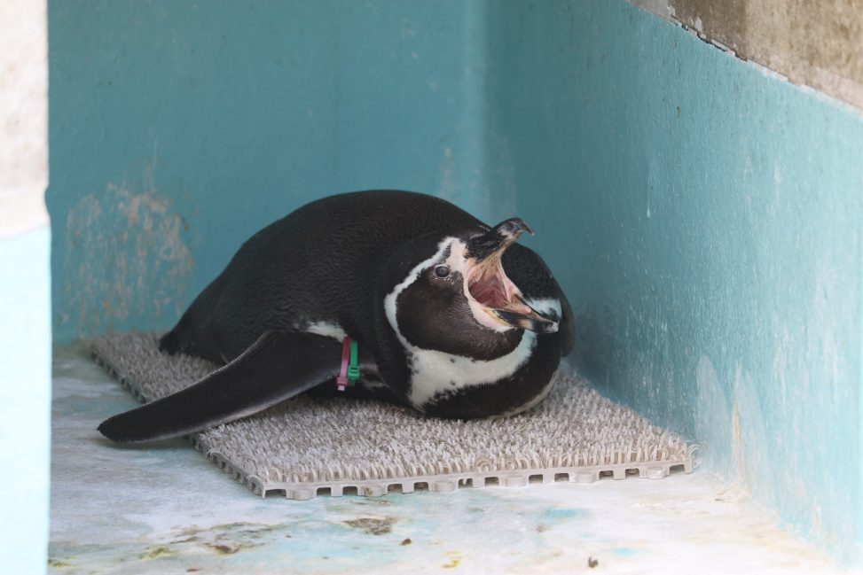 ペンギンが壁際の角でマットの上に腹這いで寝て、口を開けている写真