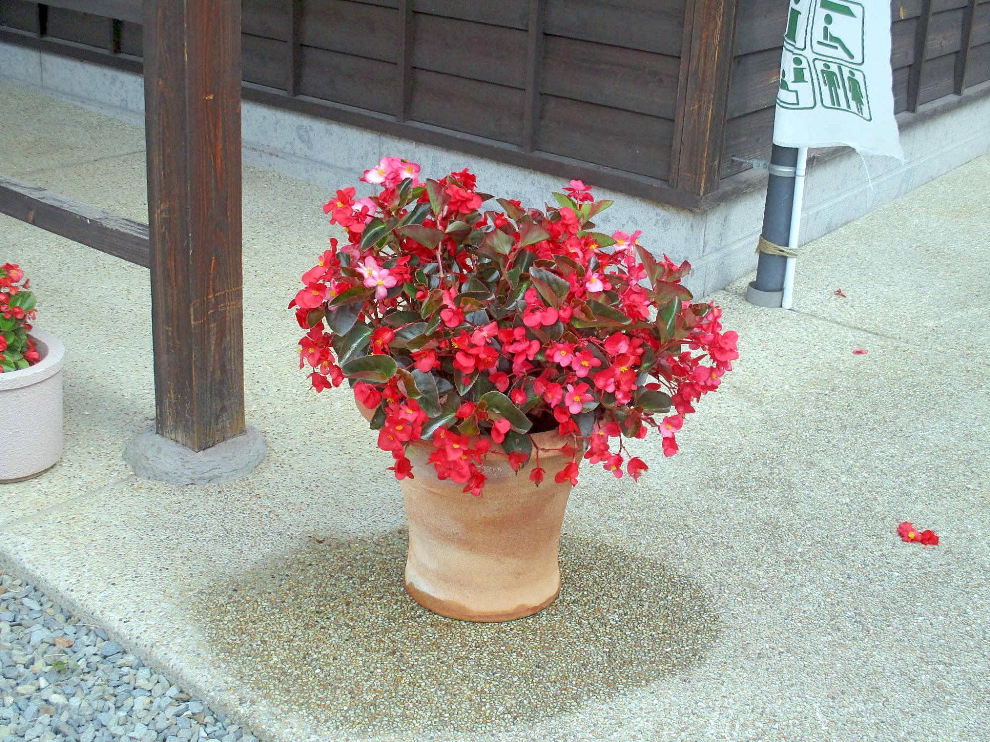 深緑色の葉っぱときれいな赤色のベゴニアの花が咲くコンテナガーデニング作品の写真